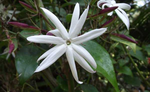 jasminum-nitidum