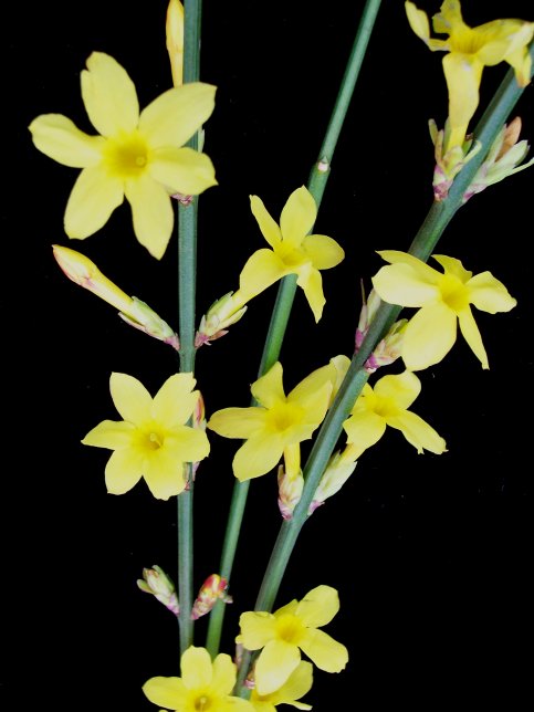 jasminum nudflorum