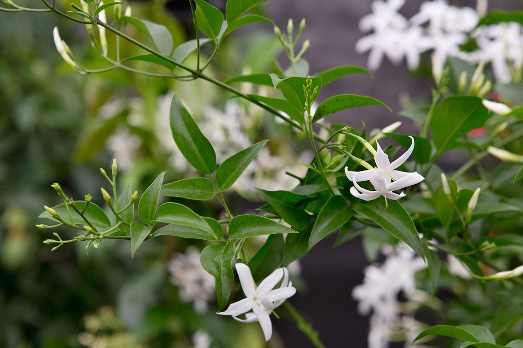 jasminum