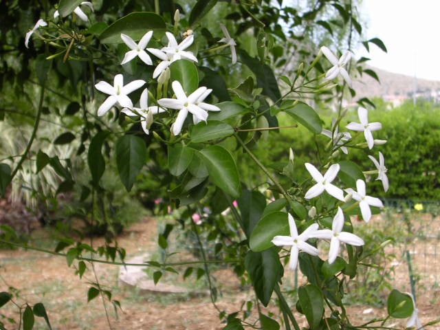 jasminum_azoricum_0