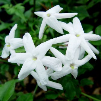 jasminum_polyanthum