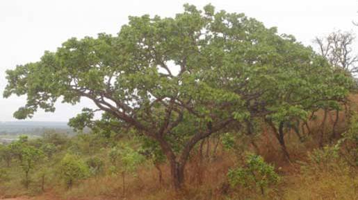 jatoba