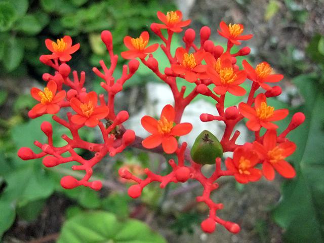 jatropha-podagrica (Small)