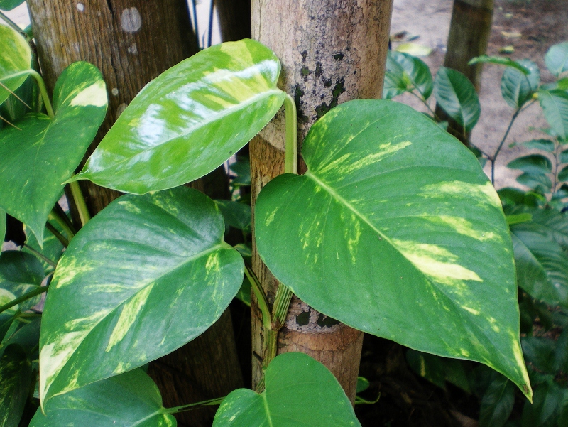 jiboia (Epipremnum pinnatum)