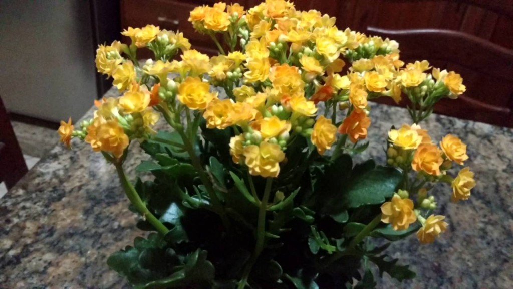 kalanchoe-1