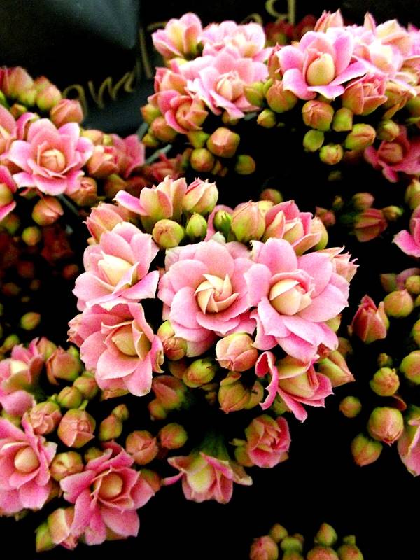 kalanchoe-blossfeldiana-rosa