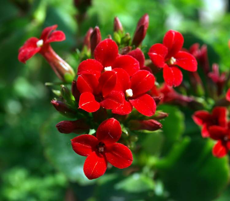 Kalanchoe blossfeldiana