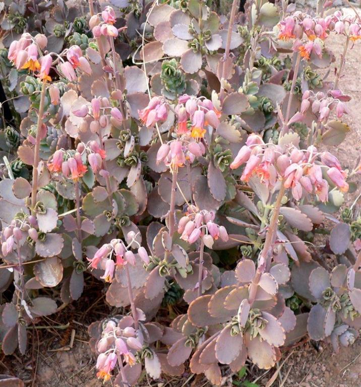 -kalanchoe-fedtschenkoi-marginata