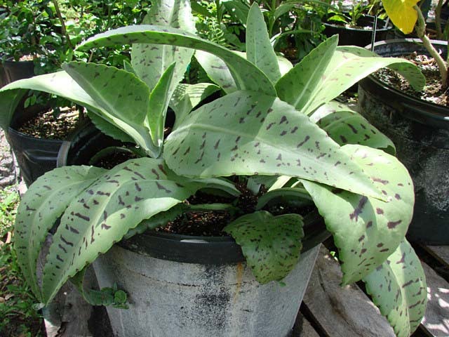 kalanchoe-gastonis-bonnieri-orelha-de-burro