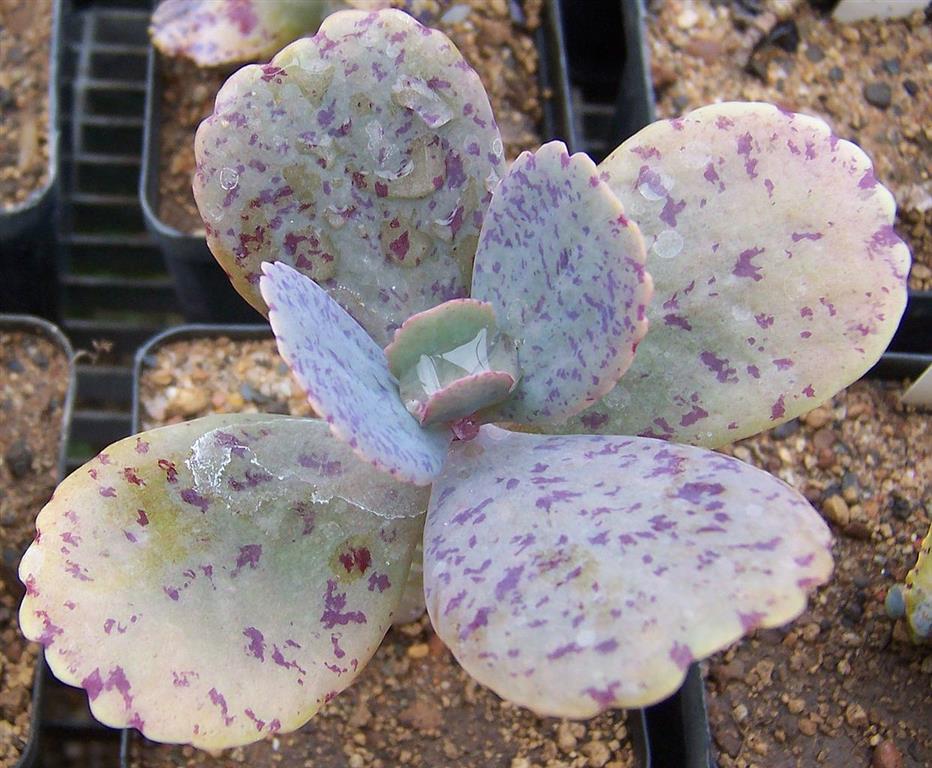 kalanchoe-marmorata 