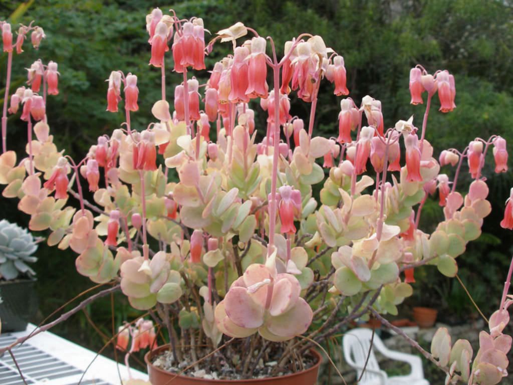 kalanchoe-marnieriana