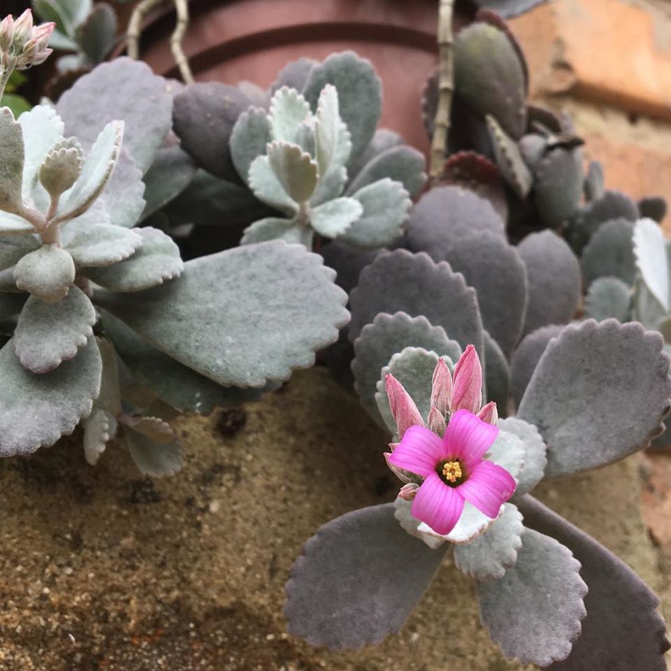 kalanchoe pumila