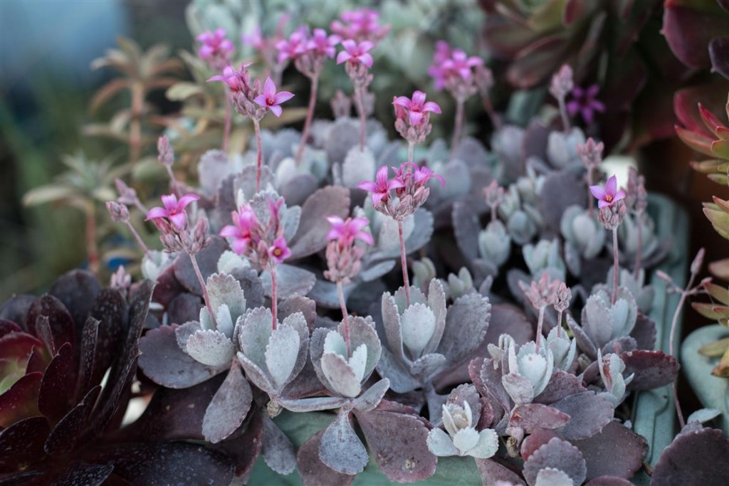 kalanchoe-pumila