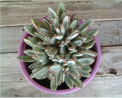 kalanchoe-tomentosa