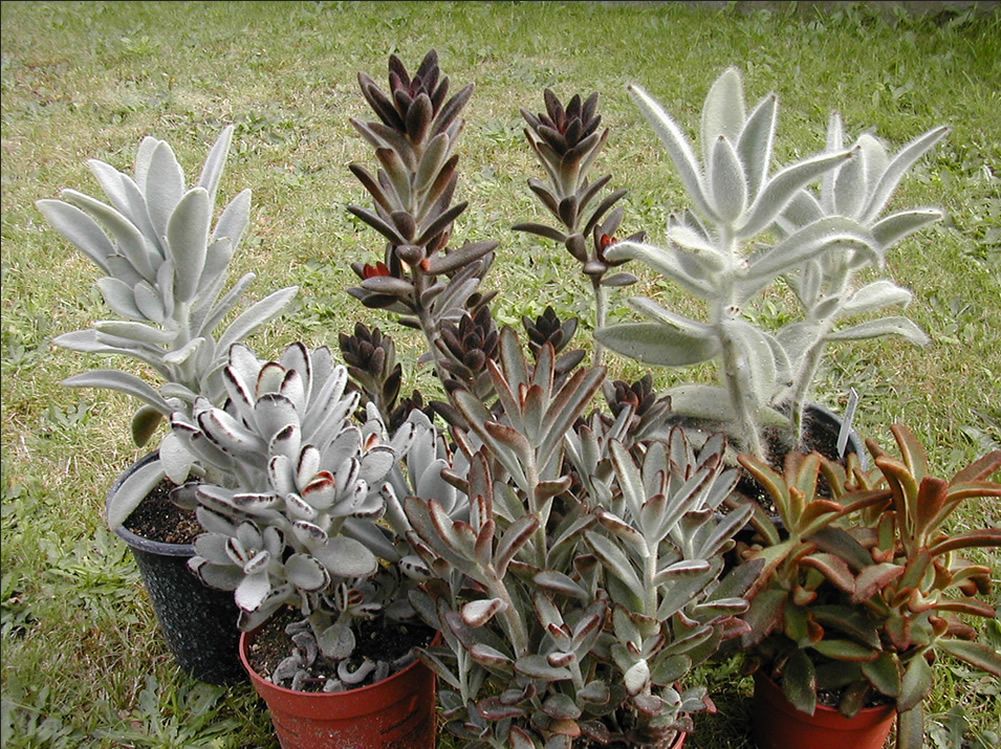 kalanchoe tomentosa2