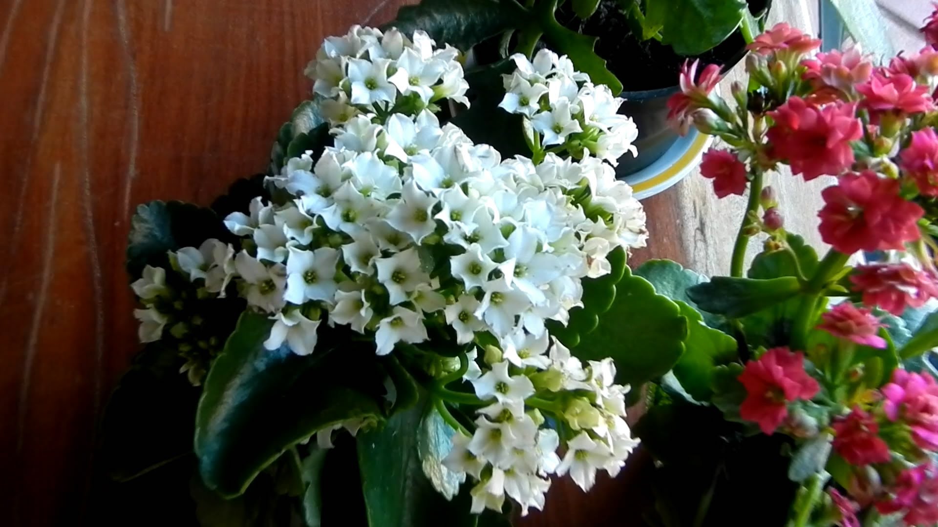 kalanchoe