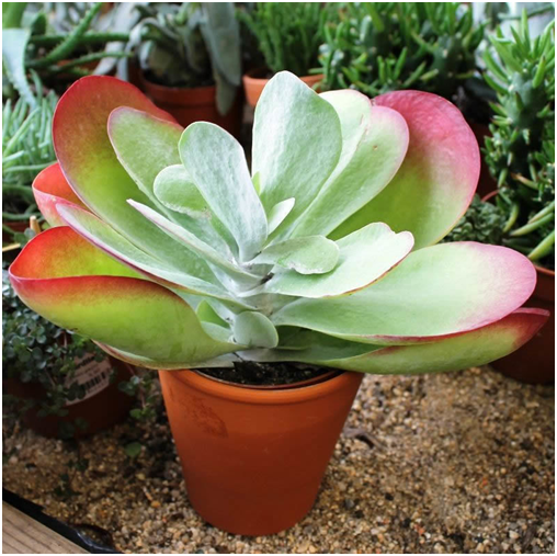 kalanchoe1