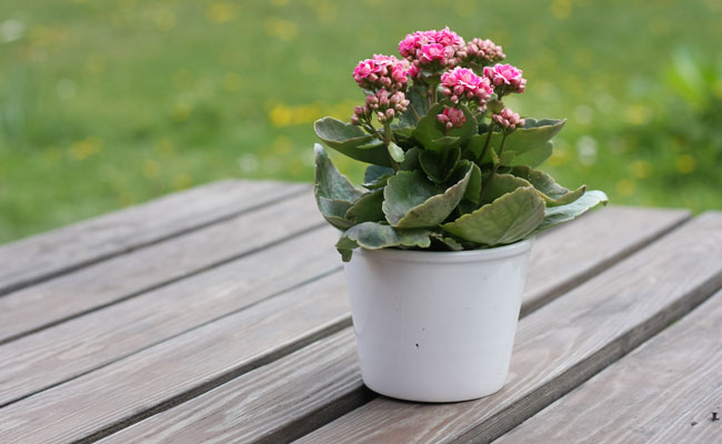 kalanchoe