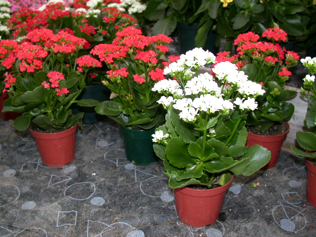 kalanchoe