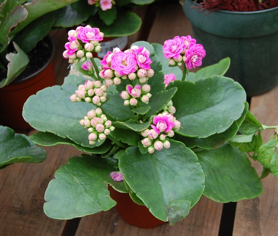 kalanchoe111