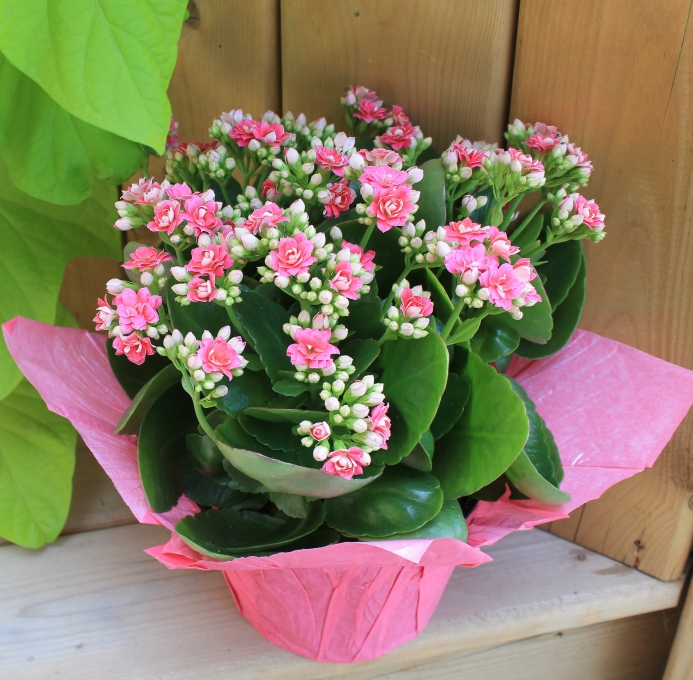 kalanchoe