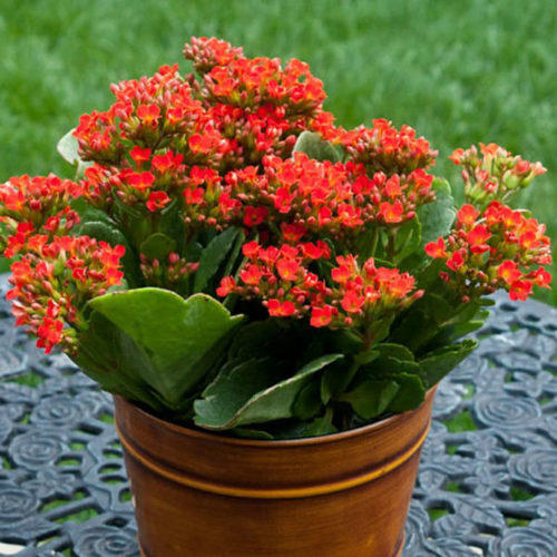 kalanchoe