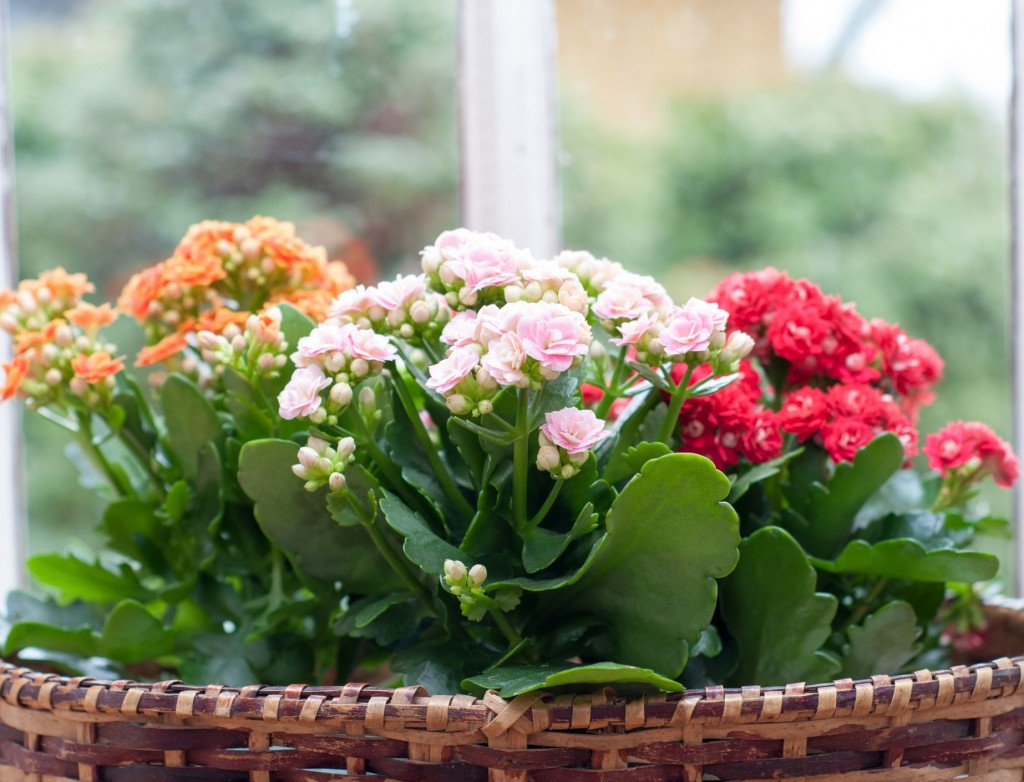 kalanchoe