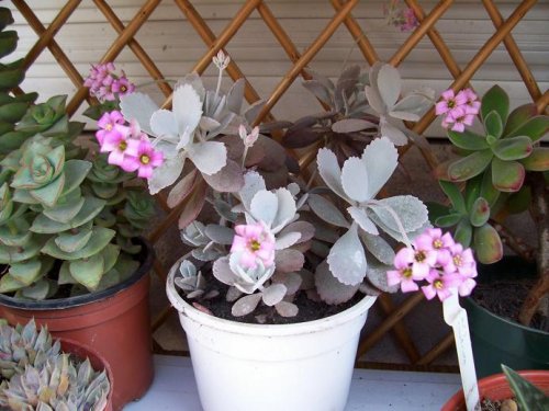 kalanchoe