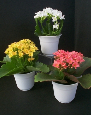 kalanchoe