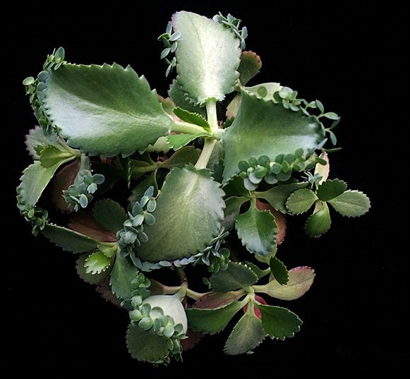 kalanchoe_daigremontiana