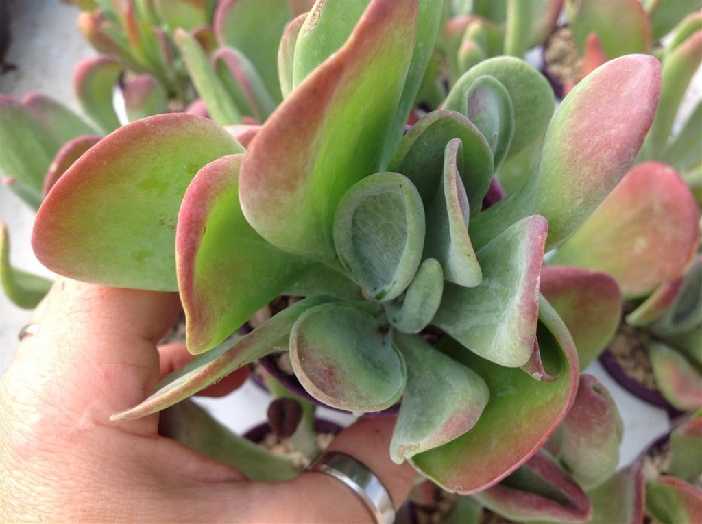 kalanchoe_luciae 