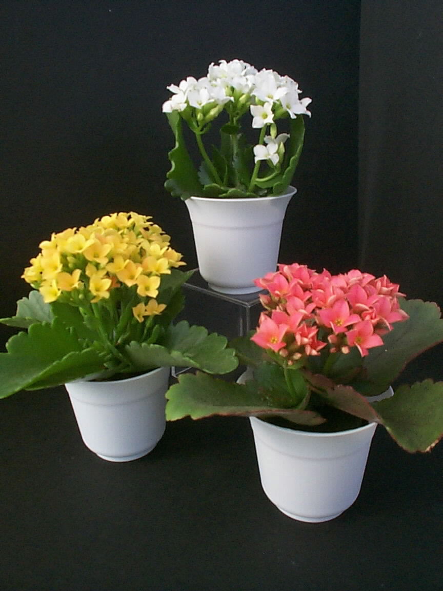 kalanchoes