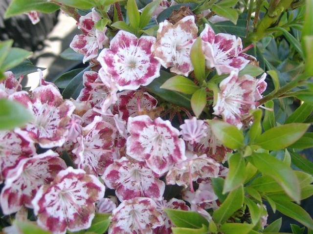 kalmia latifolia (Small)