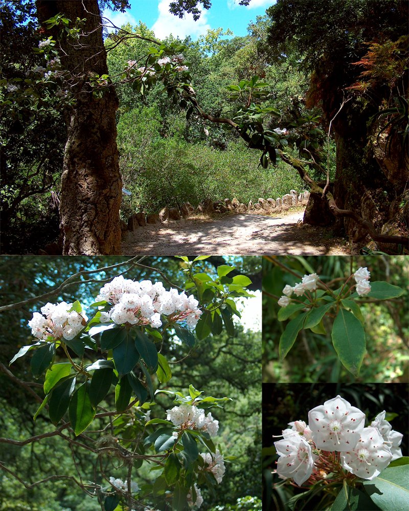 kalmia-latifolia