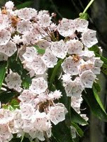 kalmia_latifolia