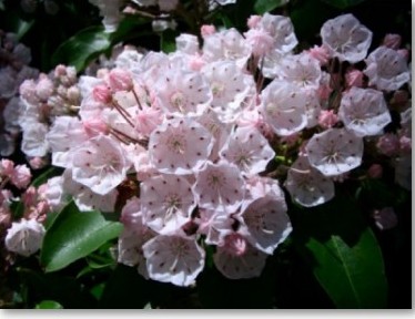 kalmia_latifolia