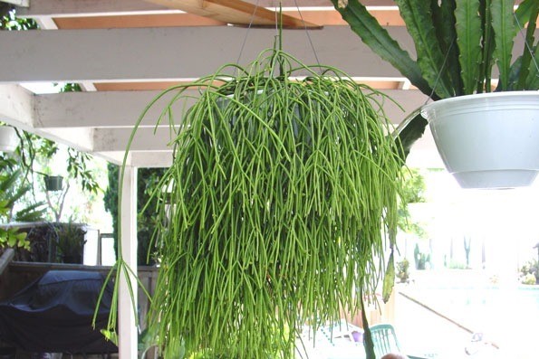 rhipsalis-8