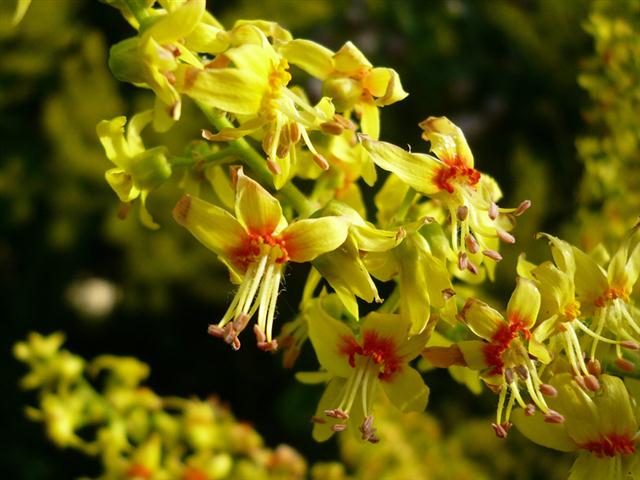 koelreuteria paniculata (Small)