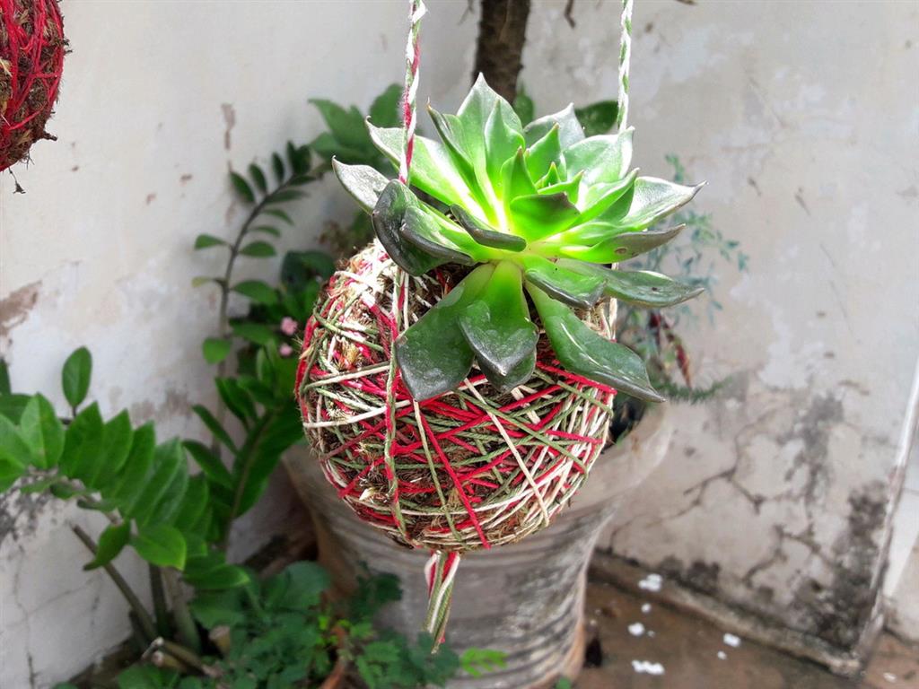 kokedama