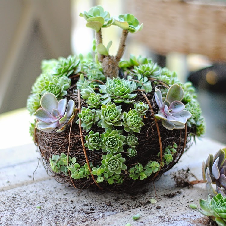 kokedama de suculenta