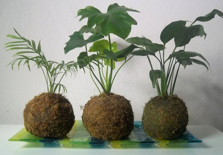 kokedama