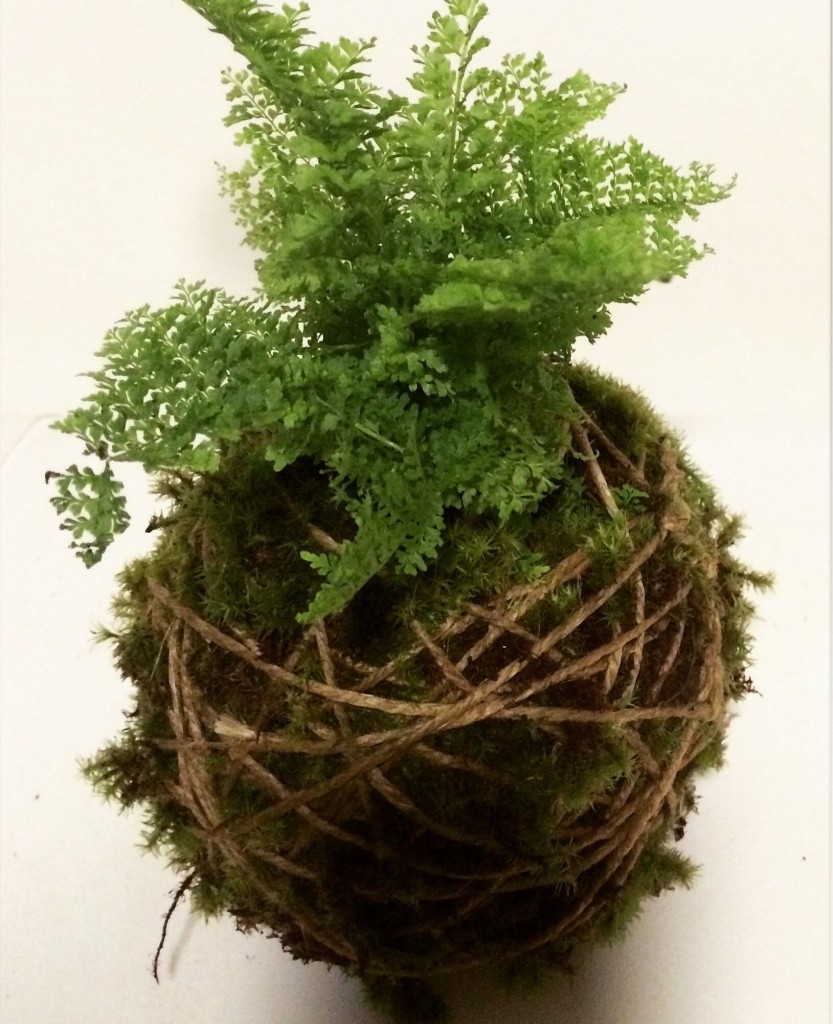 kokedama