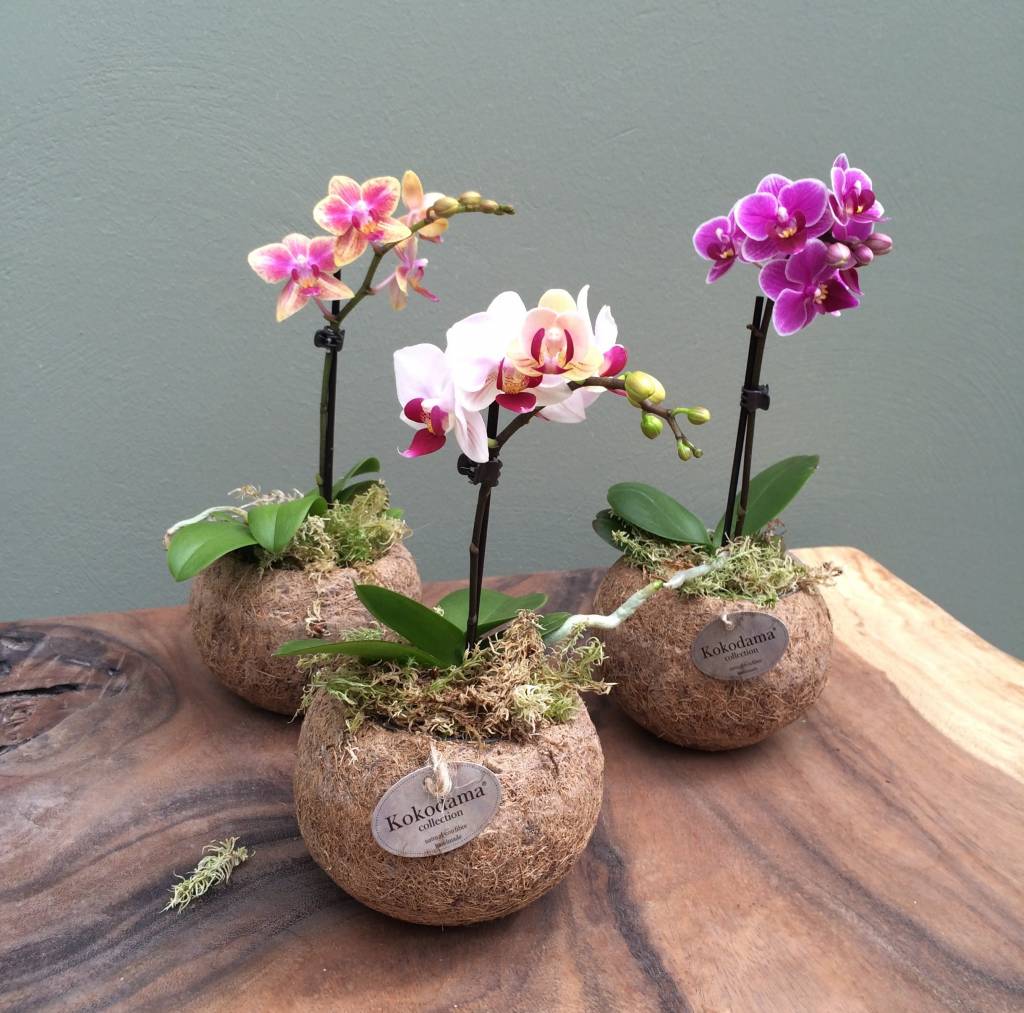 kokedama-orchidea-phalaenopsis-mini