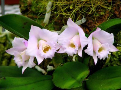 laelia alaori