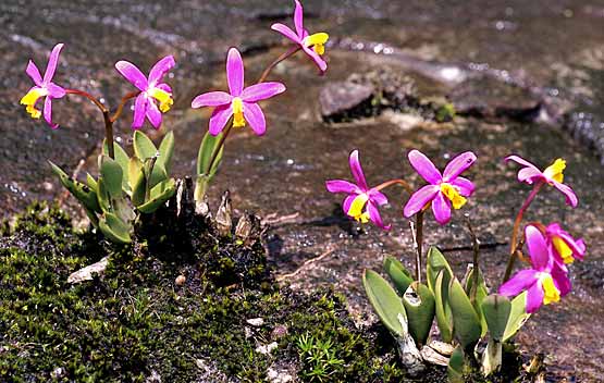 laelia lucasiana