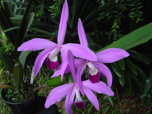 laelia perrini