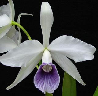 laelia purpurata