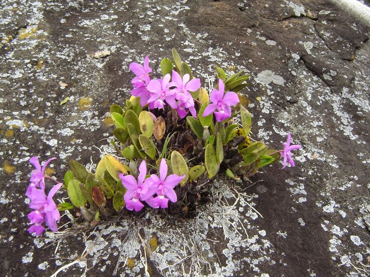 laelia rupícola