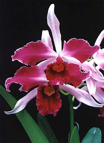 laelia