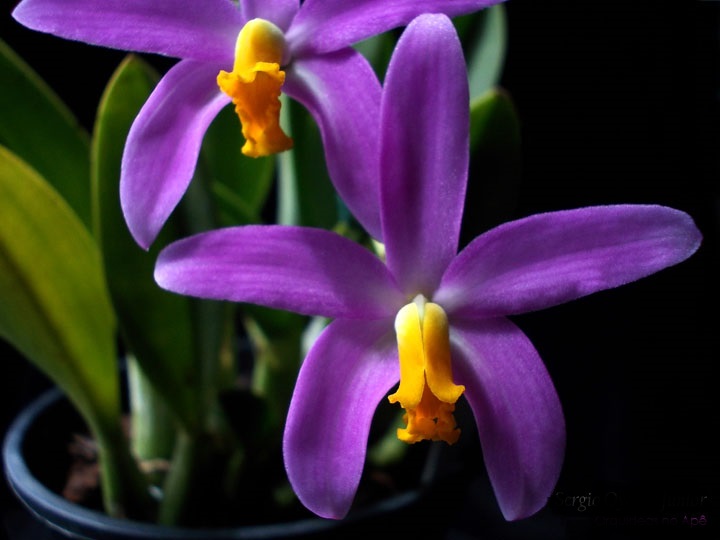laelia_longipes_(rupícola)_sign